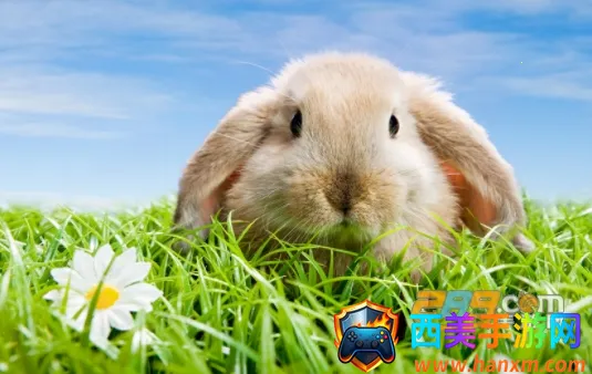 记得动画壁纸2025官方最新版本 记得动画壁纸2025官方最新版本