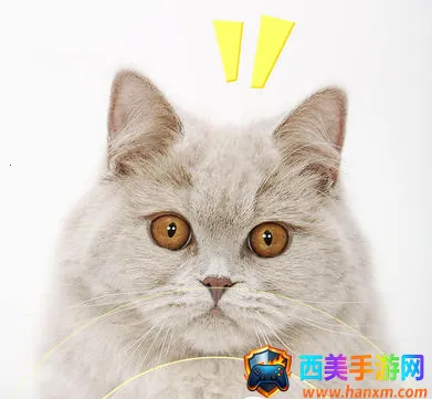 ���﷭����2026�ٷ����°汾