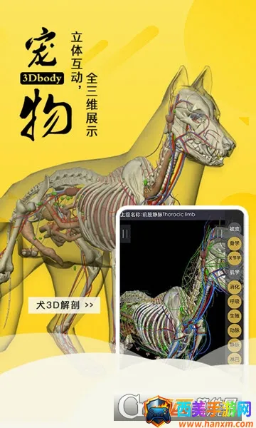 3dbody������������