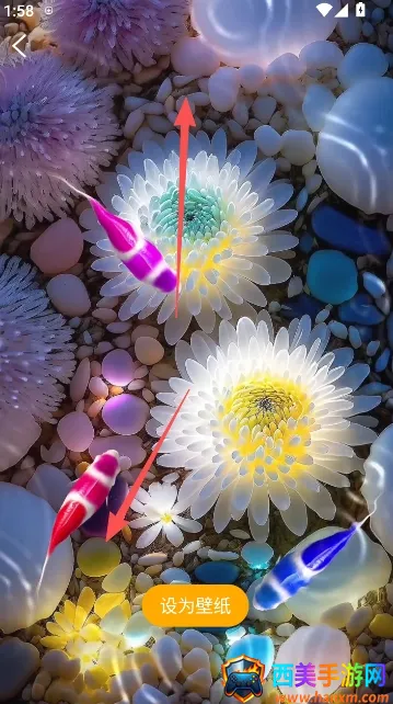 锦鲤金鱼壁纸2026官方最新版本 锦鲤金鱼壁纸2026官方最新版本