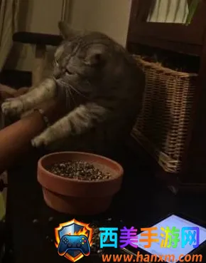 è�﷭��������ֻ���